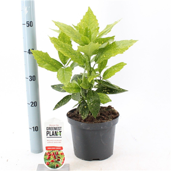 Aucuba japonica 'Variegata' F00005755