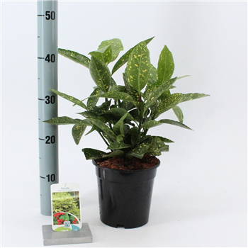 Aucuba japonica 'Variegata' F00005754