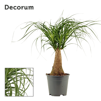 Nolina Beaucarnea F00000542
