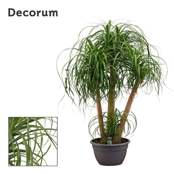 Nolina Beaucarnea F00000593