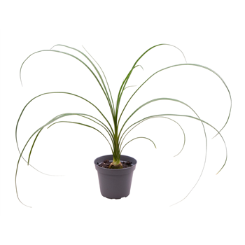 Nolina Beaucarnea Recurvata (Nolina) F00000893