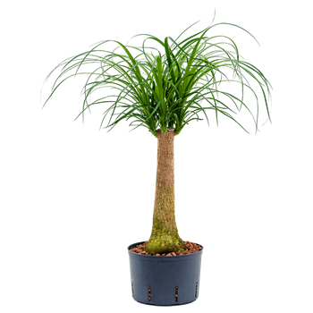 Nolina Beaucarnea recurvata 2BERERS20