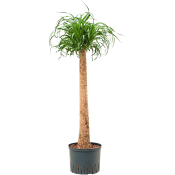 Nolina Beaucarnea recurvata 1BERERS26