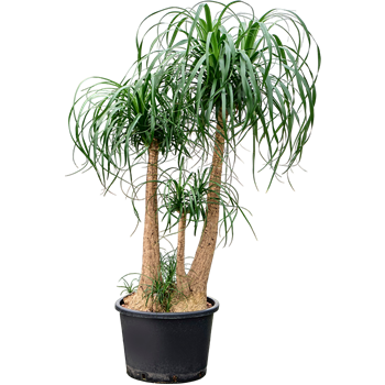 Nolina Beaucarnea recurvata 1BEREVT92