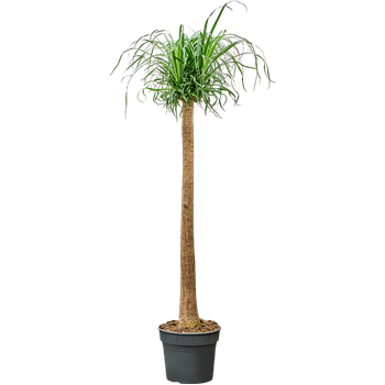 Nolina Beaucarnea recurvata 4BERERS90
