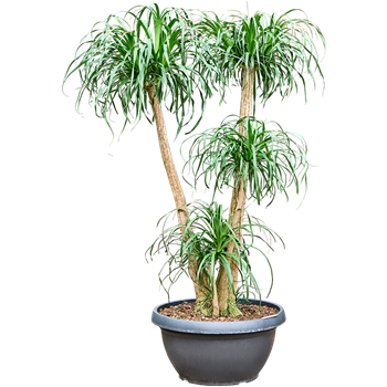 Nolina Beaucarnea recurvata 4BEREV605
