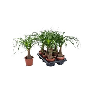 Nolina Beaucarnea recurvata 6/tray 4BERERS01