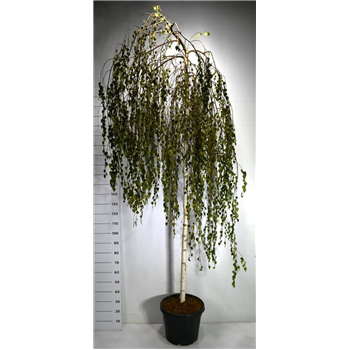Betula pendula 'Youngii' F00007527