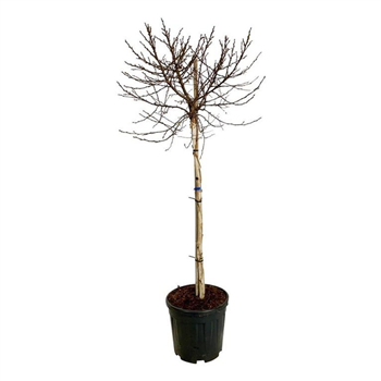Betula utilis 'Magical Globe' F00007138