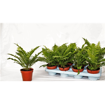 Blechnum gibbum 'Silver Lady' F00003021