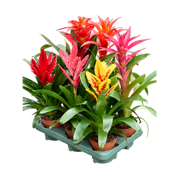 Bromelia 'Cupcake' mix 6/tray F00000119