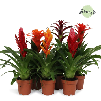 Bromelia Classic mix F00000117