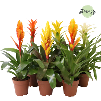 Bromelia Modern mix F00000123