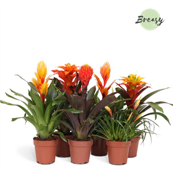 Bromelia Orange Family F00000125
