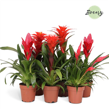Bromelia Red Family mix F00000127