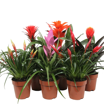 Bromelia Royal 'Cupcake' mix F00000126