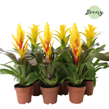 Bromelia Yellow F00000128