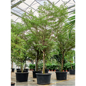 Bucida buceras 'Shady Lady' (500-600) 4BUBUR011