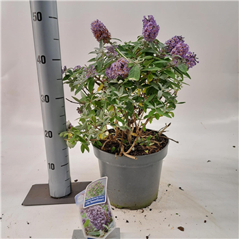 Buddleja davidii 'Butterfly Candy Lila Sweetheart' F00005768