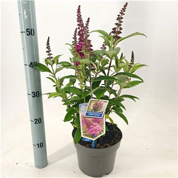 Buddleja davidii 'Butterfly Candy Little Cerise' F00005757