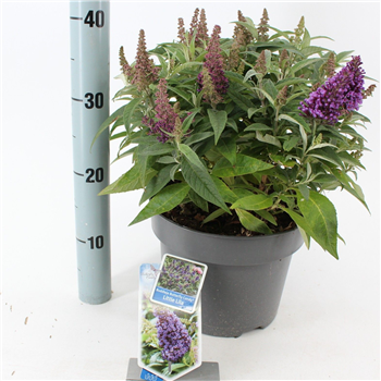 Buddleja davidii 'Butterfly Candy Little Lila' F00005760
