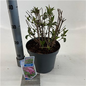 Buddleja davidii 'Butterfly Candy Little Pink' F00005763