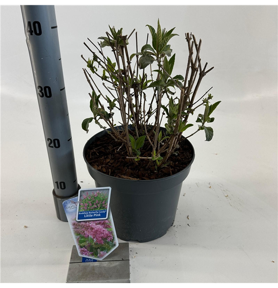 Buddleja davidii 'Butterfly Candy Little Pink' F00005763