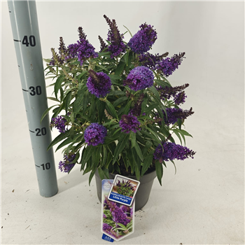 Buddleja davidii 'Butterfly Candy Little Purple' F00005765