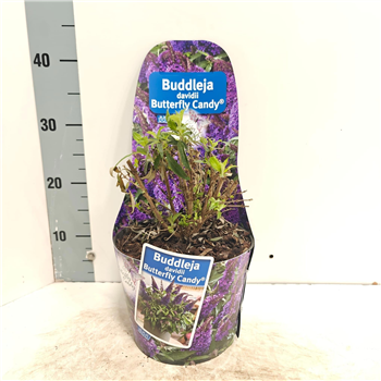 Buddleja davidii 'Butterfly Candy Little Purple' F00005663