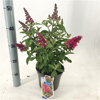 Buddleja davidii 'Butterfly Candy Little Ruby' F00005767