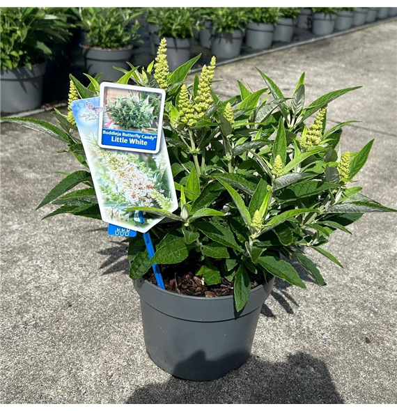 Buddleja davidii 'Butterfly Candy Little White' F00005771