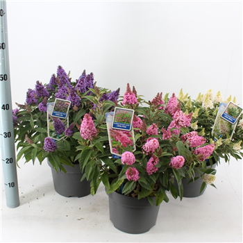 Buddleja davidii 'Butterfly Candy' F00005770