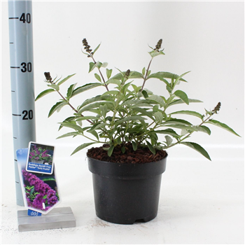 Buddleja davidii 'Free Petite Tutti Fruitti' F00005780