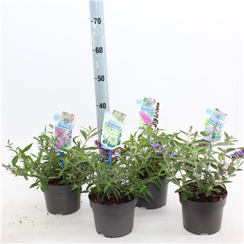 Buddleja davidii 'Free petite' F00005776