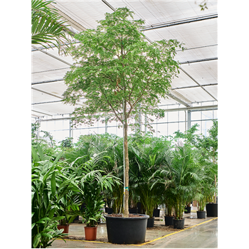 Bulnesia arborea 4BUARRS40