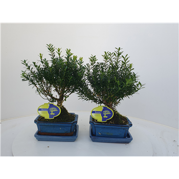 Buxus harlandii F00007602