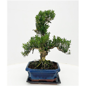Buxus harlandii F00007604