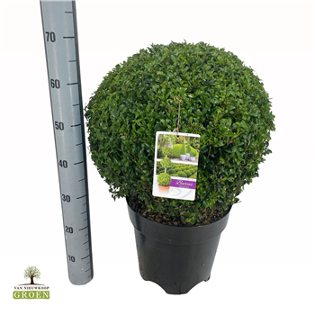 Buxus sempervirens F00005147