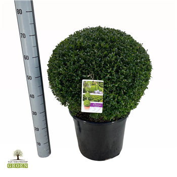 Buxus sempervirens F00005148