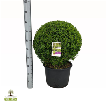 Buxus sempervirens F00000731
