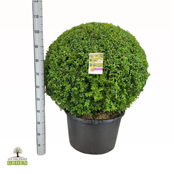 Buxus sempervirens F00000735