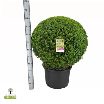 Buxus sempervirens F00000734