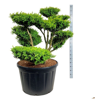 Buxus sempervirens F00007074