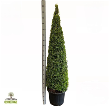 Buxus sempervirens F00005151