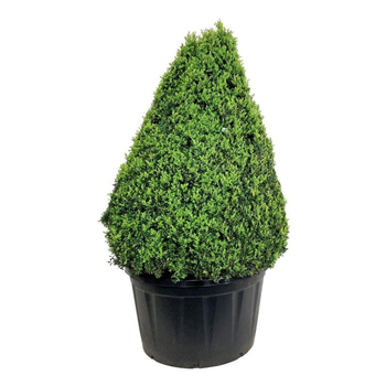 Buxus sempervirens F00007077