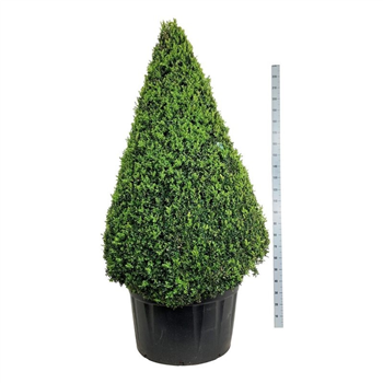 Buxus sempervirens F00007079