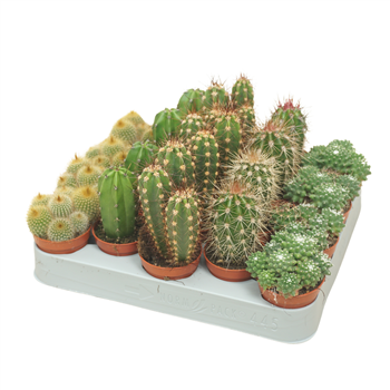 Kaktus mix F00001396