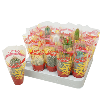 Kaktus mix F00001394