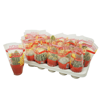 Kaktus mix F00001408