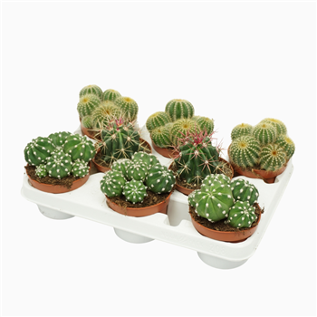 Kaktus mix F00001436